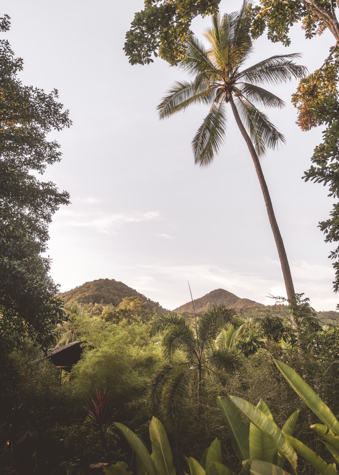 Lush jungle surroundings at Wonderland