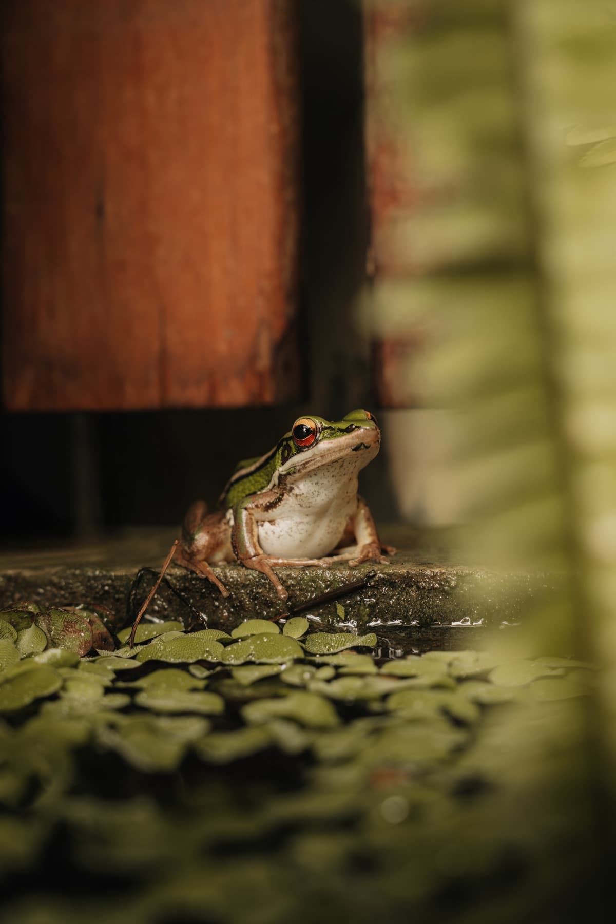 Tree frog resting on the lily pond at Wonderland